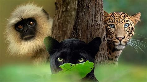 In Pics: Indian Photographer's Surreal Wildlife Portraits That Stare ...