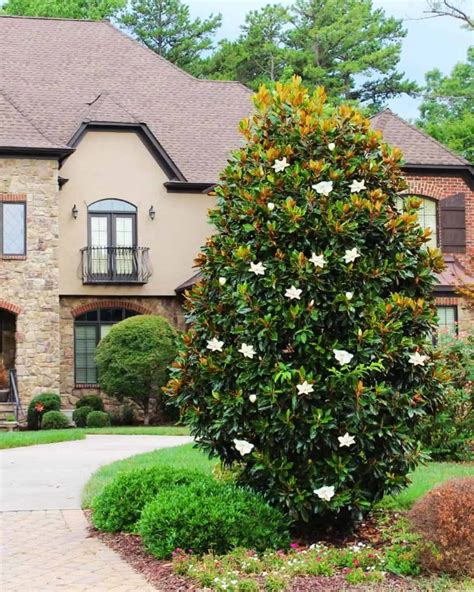 Image result for Pool Tree System