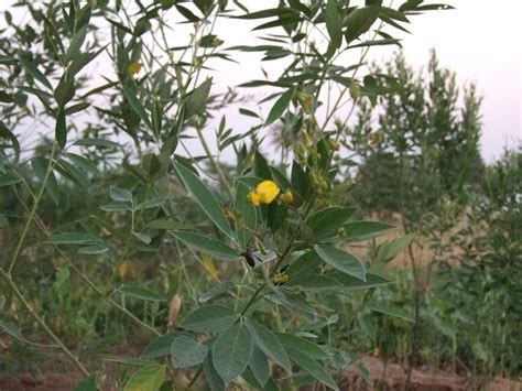 Pigeon pea (Cajanus cajan) forage | Feedipedia