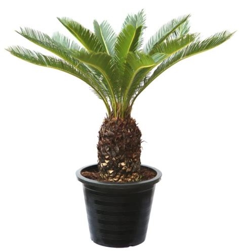 Cloud Farm Hybrid Cycus Revoluta Live Plant[CF56] : Amazon.in: Garden ...