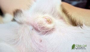 5 Dog Smegma Infection Symptoms Every Owner Must Recognize: Unveiling ...