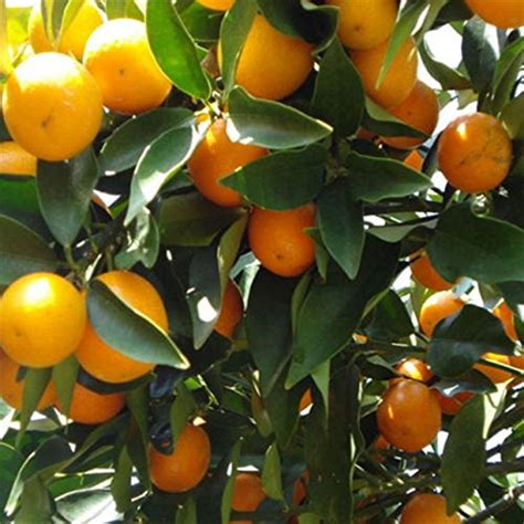 Creative Farmer Dwarf Orange Plant Tangerine Orange Fruit Plant Seeds ...