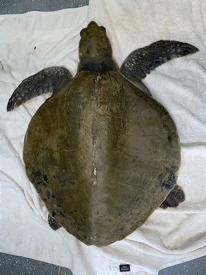 Image result for Turtle Program Star