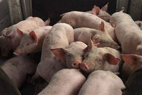 猪肉价格连涨19个月后首次转降 生猪猪肉价格查询多少钱一斤？ - 中国基因网