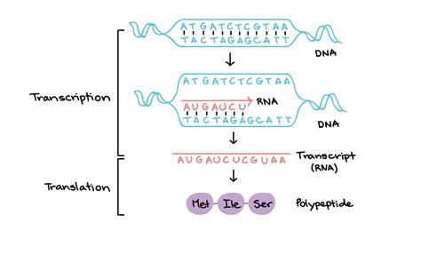 RNA Transcript 的图像结果