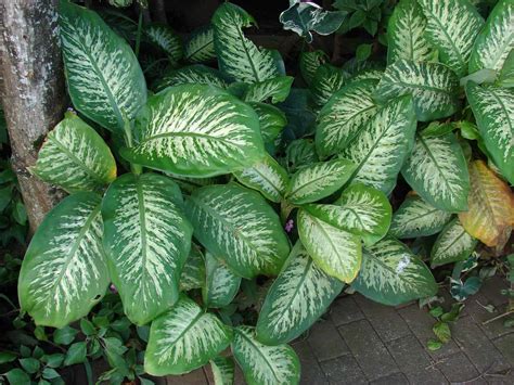 8 Plants That Look Like Dieffenbachia (Dumb Cane) - ProGardenTips