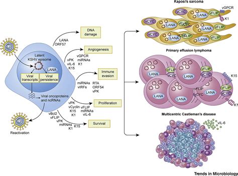 Kaposi Sarcoma-Associated Herpesvirus (KSHV): Trends in Microbiology