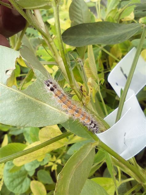 Grassroots Innovation Database [GRID] | Control of caterpillar in crops