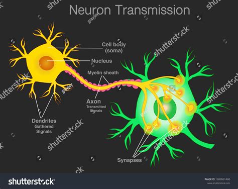 Neuron Transmission Transduction Nerve Cell Sensory Stock Vector ...