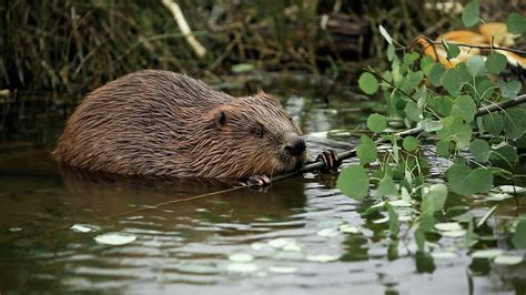 What is Arbor Day and why is it important? | World Economic Forum