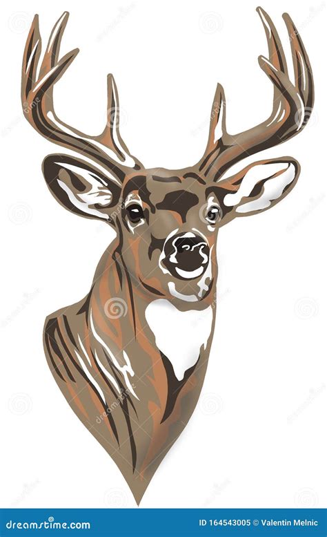 Whitetail Buck Deer Head Braun Stock Illustration - Illustration of ...