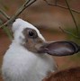 Image result for Baby Wild Rabbits Eat What