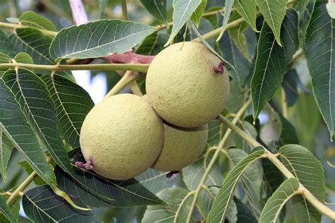Black Walnut, Grandiose and Medicinally Valuable - Eat The Planet