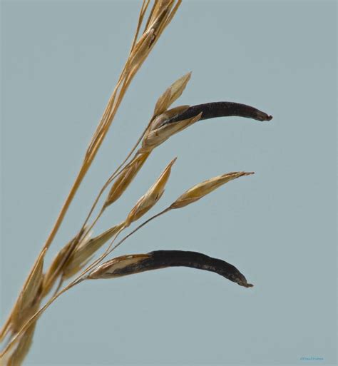 Ergotism or St Anthony's Fire - Assynt Field Club