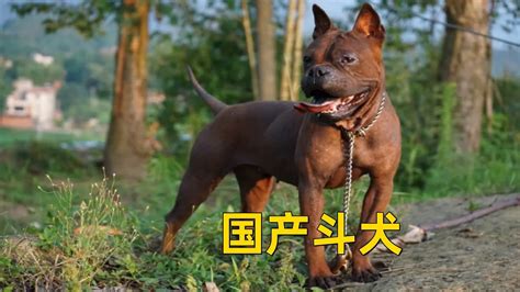 国产顶级斗犬，气势不输比特，四川邻水猛犬川东猎犬 - YouTube