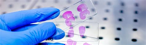 Paraffin Tissue Processing: Steps, Benefits, and Best Practices - Hywax