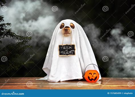 Funny Dog in Ghost Costume Posing for Halloween Stock Image - Image of ...