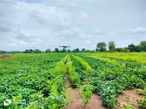 Rashtriya Chemicals and Fertilizers Limited