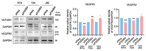 The Reduction of PSMB4 in T24 and J82 Bladder Cancer Cells Inhibits the ...