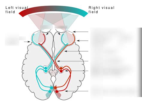 Image result for Processing of Visual Information Pathway