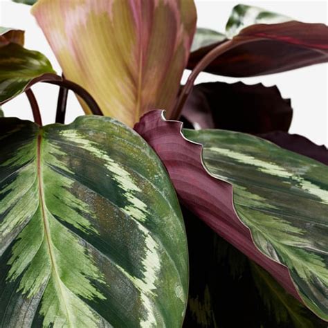 CALATHEA potted plant, Calathea, 15 cm (6") - IKEA