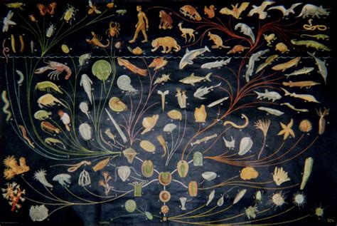 Tree of Life Evolution 的图像结果