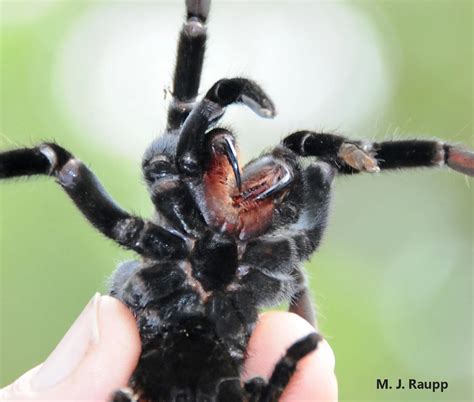 At night in the rainforest, part 4: Big fangs in the night! Costa Rican ...