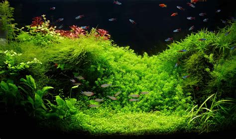 Image result for Java Moss Tank