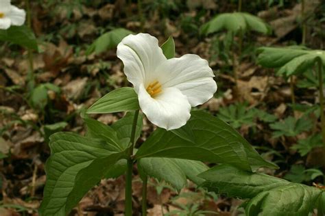 What is solitary and sessile flower.And what is there functions ...