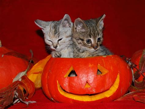halloween pictures cute