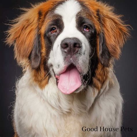 St. Bernard Pitbull Mix: Everything You Need To Know