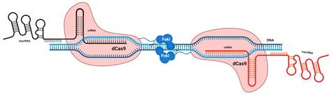 CRISPR-Cas9 Technology for the Creation of Biological Avatars Capable ...