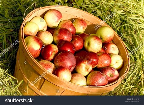 Bushel Apples Stock Photo 113810 - Shutterstock