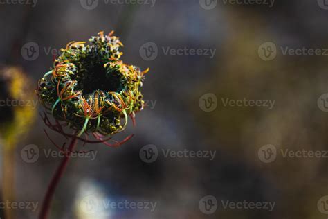 Green forest floor plants growing 15449198 Stock Photo at Vecteezy