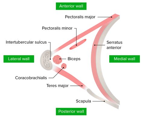 Axilla and Brachial Plexus: Anatomy | Concise Medical Knowledge