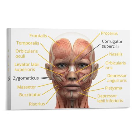 Corrugator Supercilii Expression