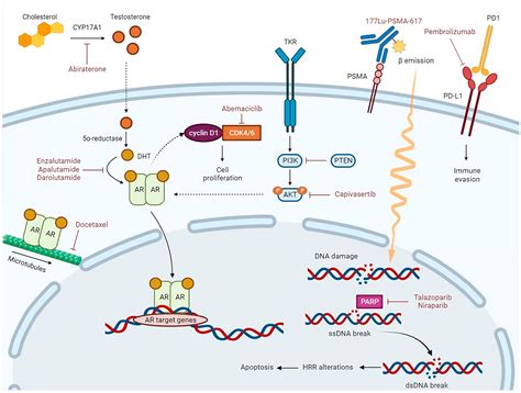 De Novo Metastatic Prostate Cancer: Are We Moving toward a Personalized ...