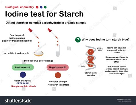 Biology Chemistry Show Experiment Iodine Test Stock Vector (Royalty ...