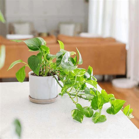 5 Simple Ways How To Care For An Epipremnum