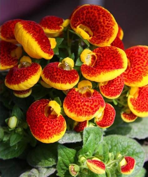 冬季里最耐寒的15种花卉，养得好花能一直开到年后5月份！|花卉|低温|茶花_新浪新闻