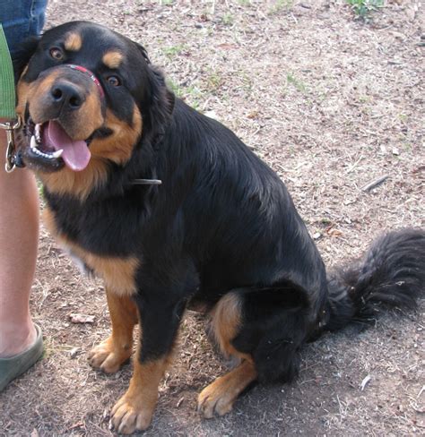 Golden Retriever Mixed With Rottweiler