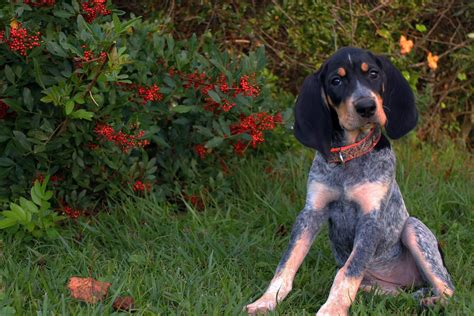 Bluetick Coonhound Puppy So Cute! | Blue tick hound puppy, Coonhound ...