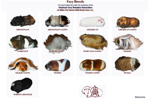 The American Rabbit Breeders Association currently recognizes 13 ...