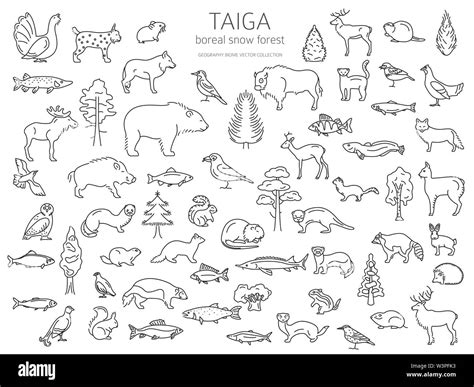 Taiga biome, boreal snow forest thin simple line design. Terrestrial ...