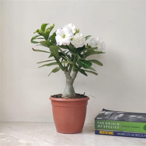 Peace Lily to Flower Successfully: A Step-by-Step Blooming Guide ...