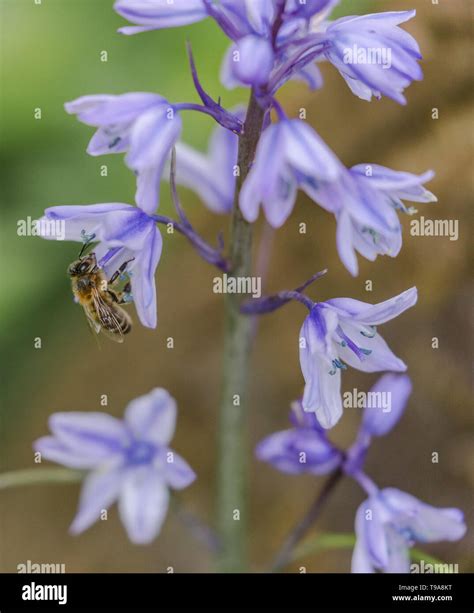 A bumble bee taking pollen from a Spanish Bluebell flower Stock Photo ...