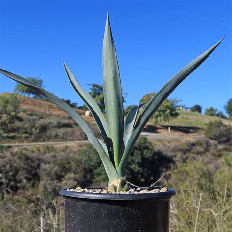 Shop Blue agave 'Tequila Plant' Agave Tequilana - Care and Info ...