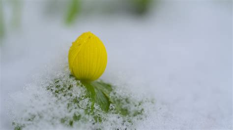 Wallpaper flower, bud, snow, macro, drops hd, picture, image