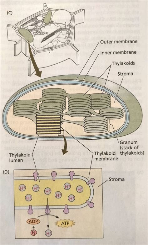 Chloroplasts (Figure 1.21A) belong to another group of double-membrane ...