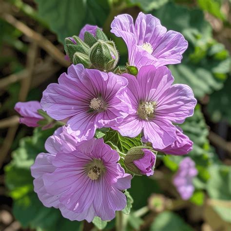 Exploring the Healing Power of Malva Neglecta and Malva Sylvestris: How to Tell Them Apart